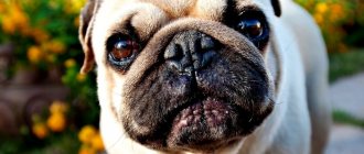 11 breeds of dogs whose eyes fall out: what to do when an eye falls out and treatment of proptosis