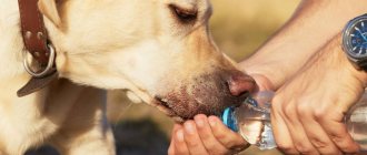 14 reasons why a dog doesn’t drink water: what to do, cold nose, lethargic and lying down