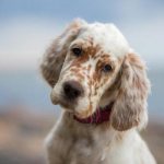 17 Best Spotted Dog Breeds