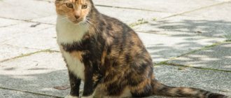 4 signs your cat is pregnant for the first time