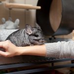 5 reasons why a chinchilla may shed