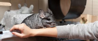 5 reasons why a chinchilla may shed