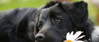 5 causes of constipation in dogs: what to do at home, what medicine to give