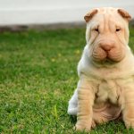 6 reasons why a dog grunts: coughs, as if grunting, choking