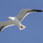 7 facts about seagulls