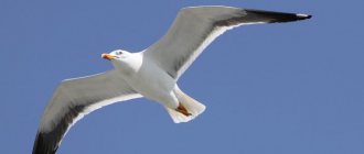 7 facts about seagulls