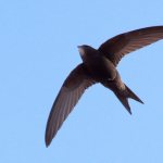 7 facts about swifts