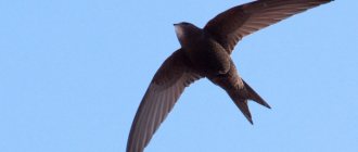 7 facts about swifts