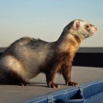 7Facts about ferrets