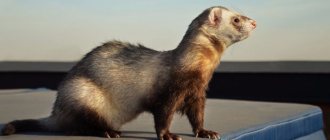 7Facts about ferrets