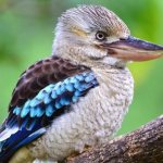 7 facts about the kookaburra