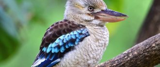 7 facts about the kookaburra