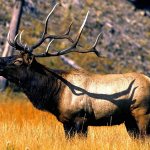 7Facts about wapiti