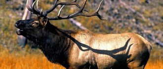 7Facts about wapiti