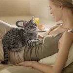 How can you tell if a cat is pregnant?