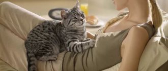 How can you tell if a cat is pregnant?