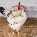 Adler silver chickens