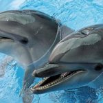 bottlenose dolphins