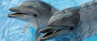 bottlenose dolphins