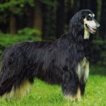 Afghan Hound