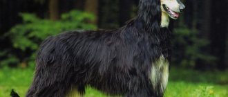 Afghan Hound