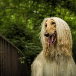 Afghan Hound photo