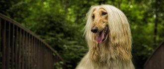 Afghan Hound photo