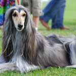 Afghan Hound