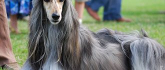 Afghan Hound