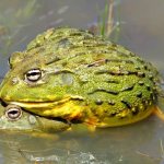 African burrowing frog (Pyxicephalus adspersus), photo photo of tailless amphibian