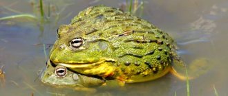 African burrowing frog (Pyxicephalus adspersus), photo photo of tailless amphibian