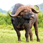 African buffalo