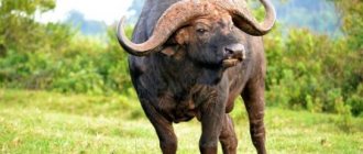 African buffalo