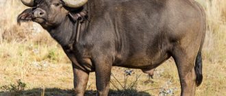 African buffalo