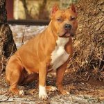 Aggressive-dog-breeds-Description-names-and-photos-of-the-most-aggressive-dogs-2