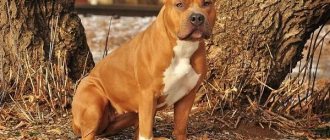 Aggressive-dog-breeds-Description-names-and-photos-of-the-most-aggressive-dogs-2