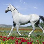 Akhal-Teke horse