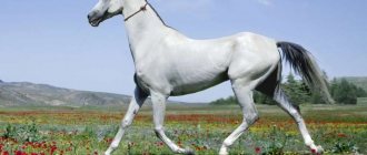 Akhal-Teke horse