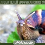 Achatina immaculata at home