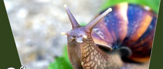 Achatina immaculata at home