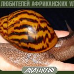 Achatina tiger