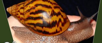 Achatina tiger