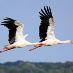 Storks