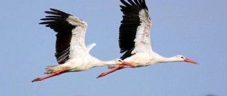 Storks