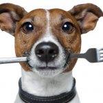 Acana dog food reviews