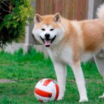 Akita Inu photo