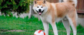 Akita Inu photo