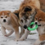 Akita-inu-dog-Description-features-types-care-maintenance-and-price-breed-Akita-inu-8