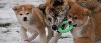 Akita-inu-dog-Description-features-types-care-maintenance-and-price-breed-Akita-inu-8