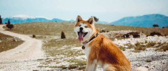 Akita Inu